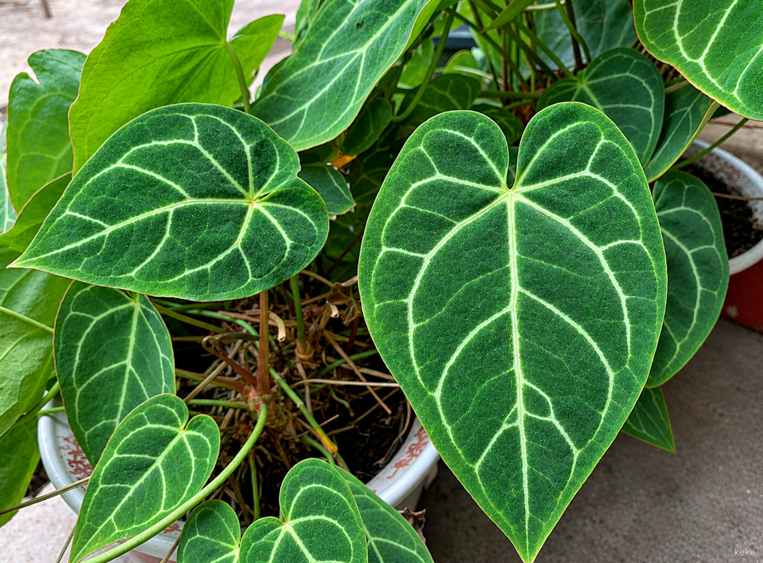 Jenis Anthurium Kuping Gajah