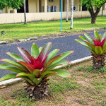 Jenis Bromelia dengan Warna dan Corak Daun yang Menarik