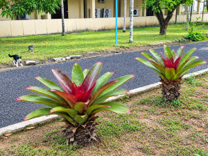 Jenis Bromelia dengan Warna dan Corak Daun yang Menarik