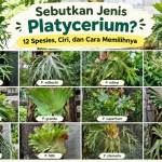 Jenis Platycerium