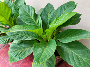 Jenis Pupuk yang Cocok untuk Tanaman Anthurium