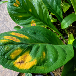 Kelembapan Ideal Anthurium