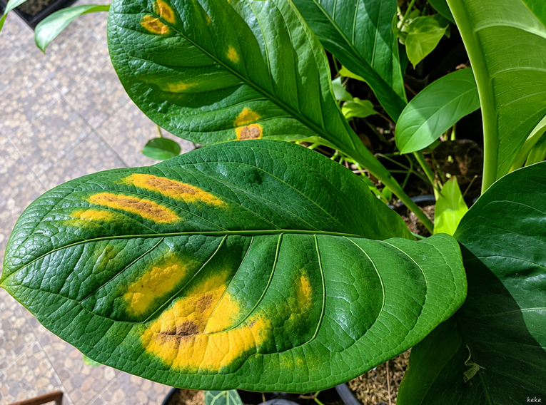 Kelembapan Ideal Anthurium