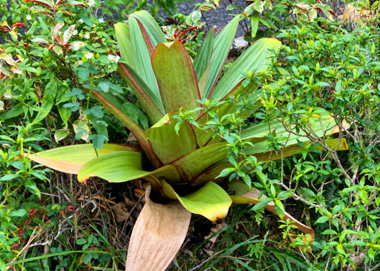 Kenapa Bromelia Berubah Warna