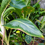 Kenapa Daun Aglonema Membusuk