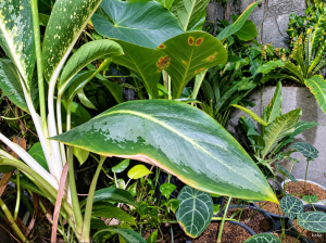 Kenapa Daun Aglonema Membusuk