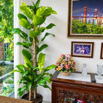 Manfaat Philodendron Lemon