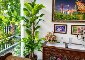 Manfaat Philodendron Lemon