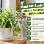 Manfaat Spider Plant