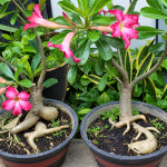 Media Tanam Adenium