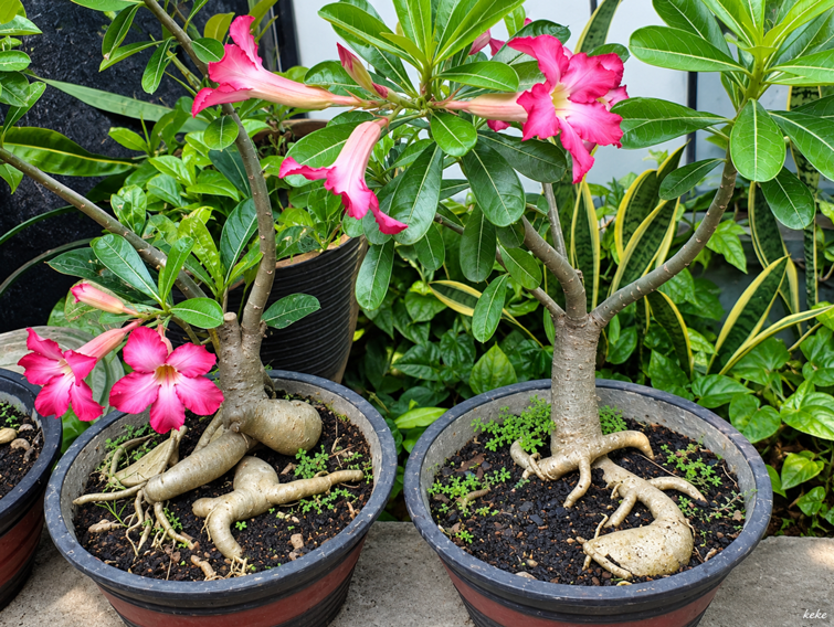 Media Tanam Adenium