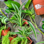 Media Tanam yang Bagus untuk Spider Plant