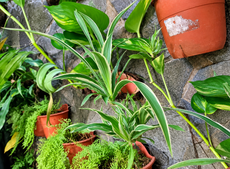 Media Tanam yang Bagus untuk Spider Plant