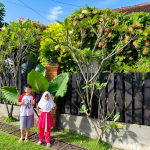 Melati Belanda