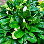 Peace Lily Membutuhkan Cahaya Matahari atau Tidak