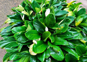 Peace Lily Membutuhkan Cahaya Matahari atau Tidak