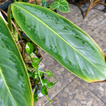 Penyebab Daun Aglonema Menguning