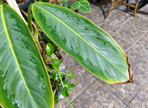 Penyebab Daun Aglonema Menguning