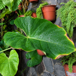 Penyebab Daun Anthurium Mengering di Bagian Tepi