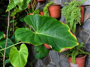 Penyebab Daun Anthurium Mengering di Bagian Tepi