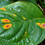 Penyebab Daun Anthurium Menguning