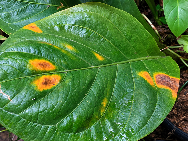 Penyebab Daun Anthurium Menguning