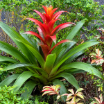 Penyebab Daun Bromelia Menguning