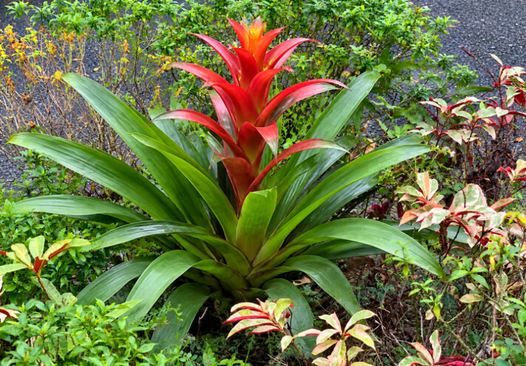 Penyebab Daun Bromelia Menguning