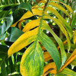 Penyebab Daun Janda Bolong Menguning