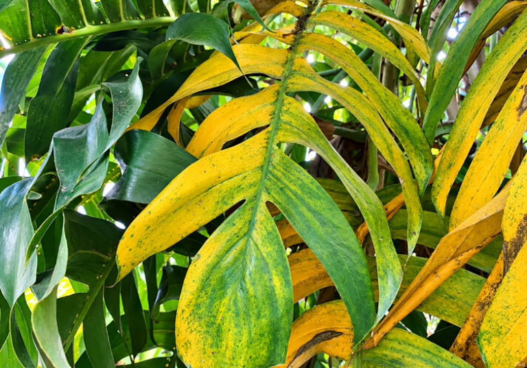 Penyebab Daun Janda Bolong Menguning