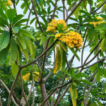 Penyebab Daun Kamboja Keriting