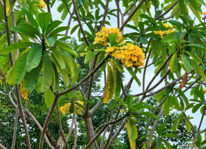 Penyebab Daun Kamboja Keriting