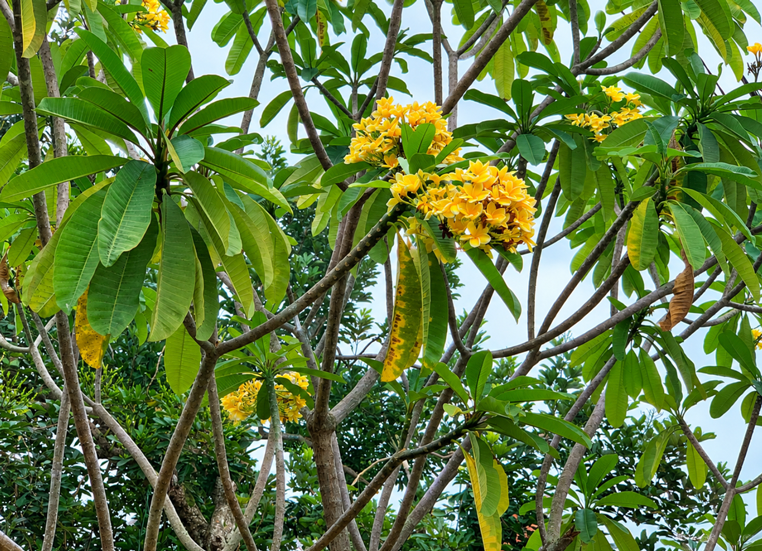 Penyebab Daun Kamboja Keriting