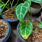 Penyebab Daun Kuping Gajah Menguning