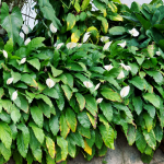 Penyebab Daun Peace Lily Menguning