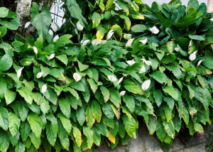 Penyebab Daun Peace Lily Menguning