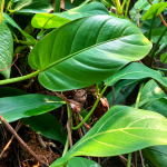 Penyebab Daun Philodendron Lemon Berubah Hijau