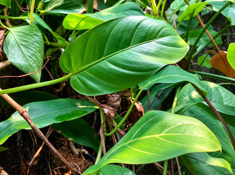 Penyebab Daun Philodendron Lemon Berubah Hijau