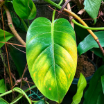 Penyebab Daun Philodendron Lemon Menguning