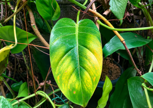 Penyebab Daun Philodendron Lemon Menguning