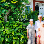 Penyebab Ujung Daun Peace Lily Cokelat