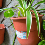 Penyebab Ujung Daun Spider Plant Cokelat