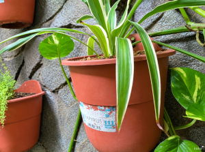 Penyebab Ujung Daun Spider Plant Cokelat