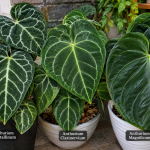 Perbedaan Anthurium Crystallinum, Clarinervium, dan Magnificum