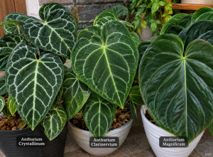 Perbedaan Anthurium Crystallinum, Clarinervium, dan Magnificum