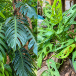 Perbedaan Janda Bolong dan Monstera