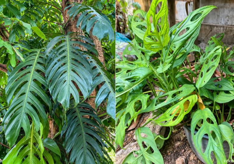 Perbedaan Janda Bolong dan Monstera