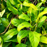 Philodendron Lemon