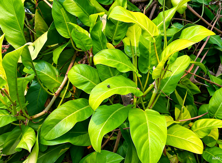Philodendron Lemon