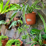 Spider Plant